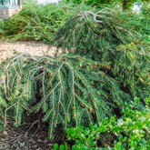 Weeping Norway Spruce